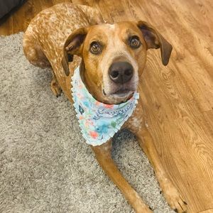 Over the collar ruffle bandana